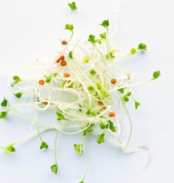 SS109 Yellow Mustard Sprouts